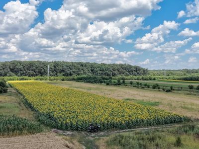 Teren de vânzare în Gulia – fotografia 5 din 19
