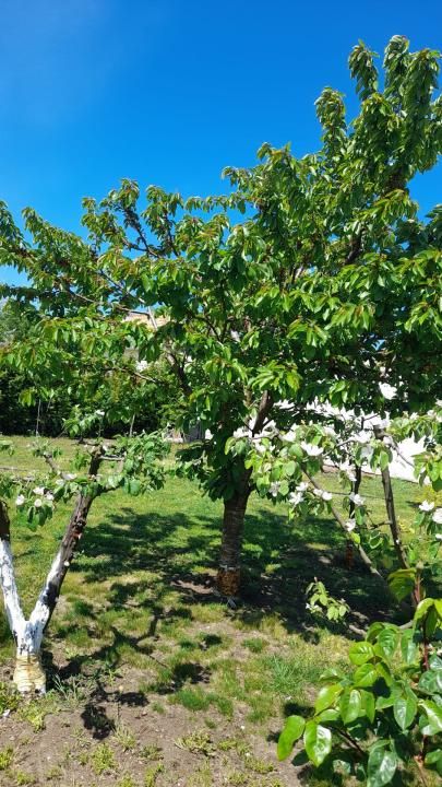 Casă cu 12 camere de vânzare în Central, Mamaia-Sat – fotografia 19 din 20