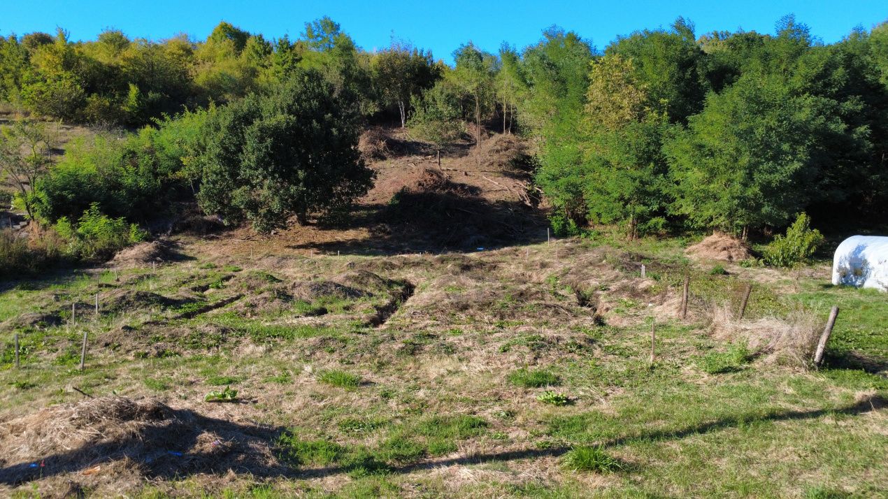 Teren de vânzare în Podis – fotografia 3 din 6